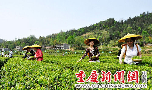 秀山钟灵镇凭借茶产业改变贫困村无主导产业的