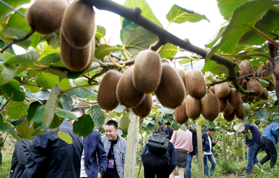 渝黔企业携手扶贫 打造精品猕猴桃种植基地