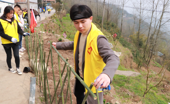 图为 志愿者为村民编制竹篱笆 重庆安全技术职