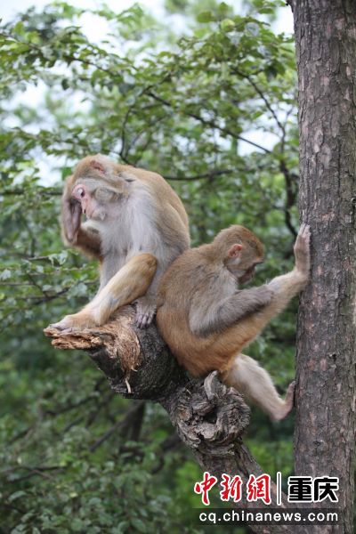 涪陵武陵山大裂谷的猴子高居樹上，怡然自樂。