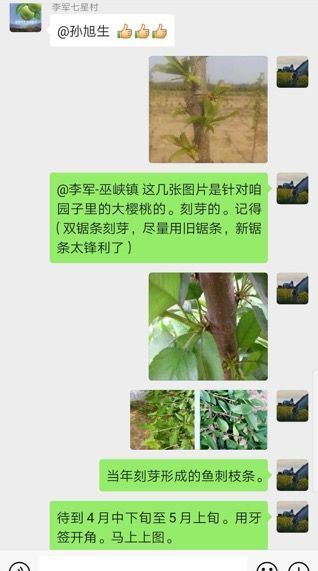 烟台农业科技人员通过微信给巫山村民讲述果树嫁接技术。