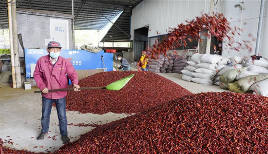 石柱“三红”辣椒专业合作社的辣椒生产车间内，工人在紧张工作。 刘潺 摄