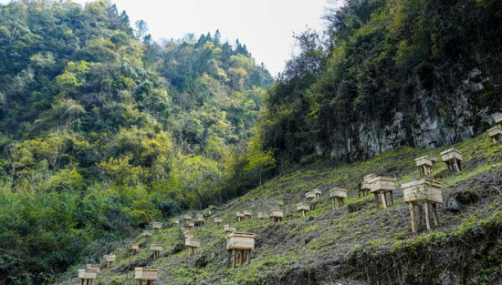 重庆石柱县中益乡一片山坡上放满了中华蜜蜂的蜂箱。 刘潺 摄