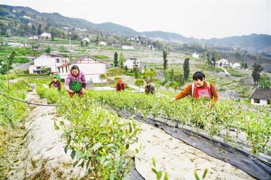 开州区大进镇红旗村茶叶基地，村民们正在茶山上采摘新鲜茶叶。 记者 郑宇 摄