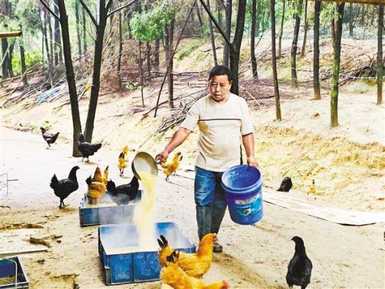 王远良在山上喂鸡。记者 汤艳娟 摄