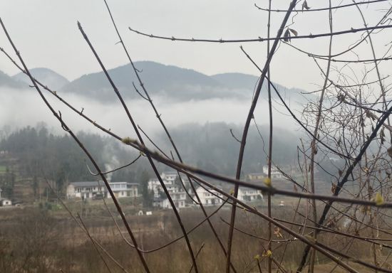 　图为3月5日的奉节平安乡重庆雄森实业有限公司的腐柴种植基地。陈波摄