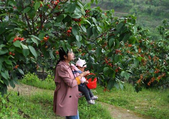 重庆璧山：万亩樱桃采摘节助推乡村振兴
