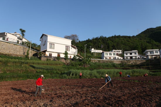双龙镇大力发展生态观光旅游农业