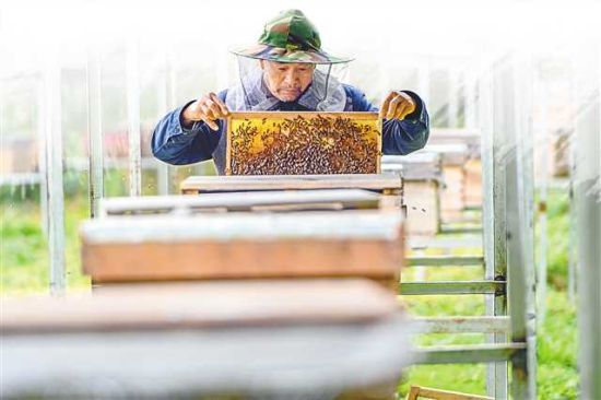 王贞六已成为当地的养蜂专家。记者 龙帆 摄/视觉重庆