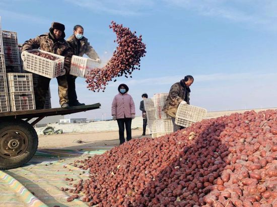 图为新疆昆玉红枣丰收场景。受访者供图