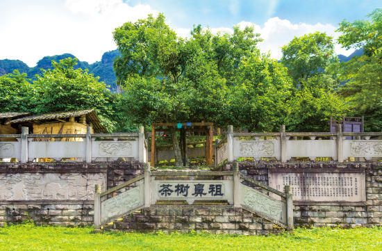 圖為南川區德隆鎮有著1400多年樹齡的古茶樹。重慶古樹茶研究院供圖