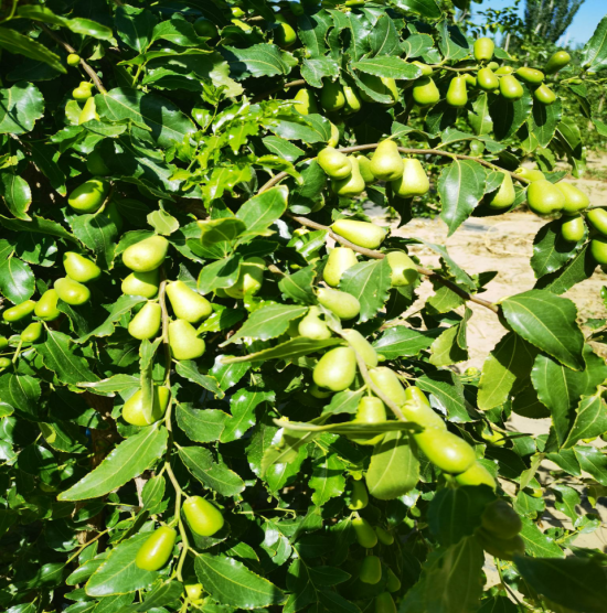 图为新疆昆玉红枣已进入挂果时期。（猪八戒网供图）