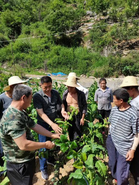 图为烟台市农业专家团队与巫山果农沟通。巫山县委宣传部供图