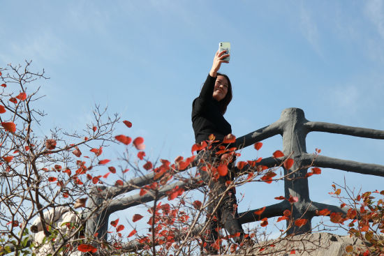 图为12月1日，一游客在三峡夔门红叶丛间拍照留影。杨海涛 摄