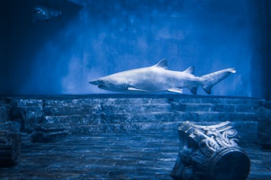 沙虎鲨。重庆汉海供图