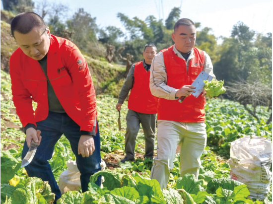 刘军(右一)帮助村民收割青菜头。国网重庆市电力公司供图