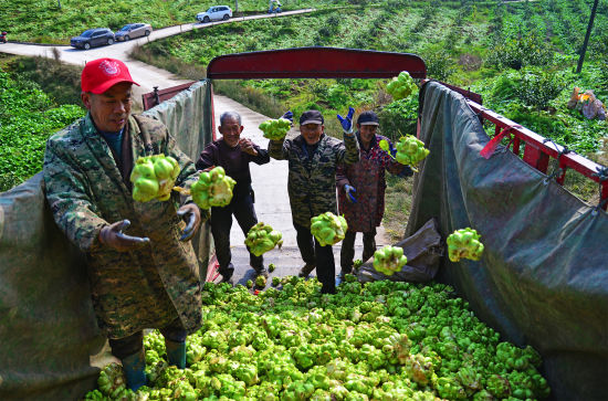圖為龍沙鎮，村民忙著轉運新鮮的青菜頭。付作僑 攝