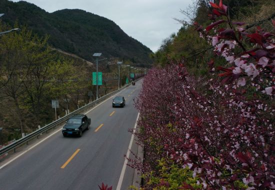 图为机场路鲜花盛开。巫山县委宣传部提供