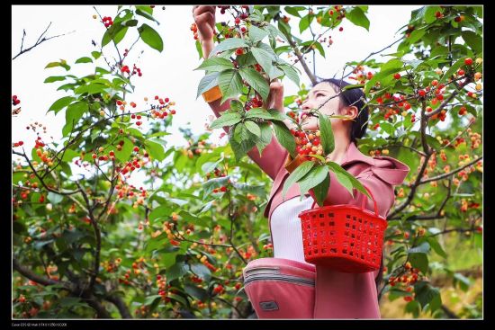 图为游客正在采摘樱桃。受访者供图